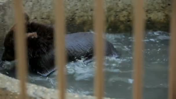 Медведь в зоопарке — стоковое видео