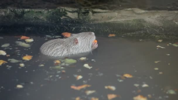 Coypu en un zoológico — Vídeo de stock