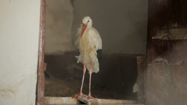动物园里的鹤 — 图库视频影像