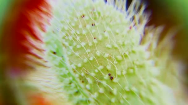 Poppy bud macro — Stock Video