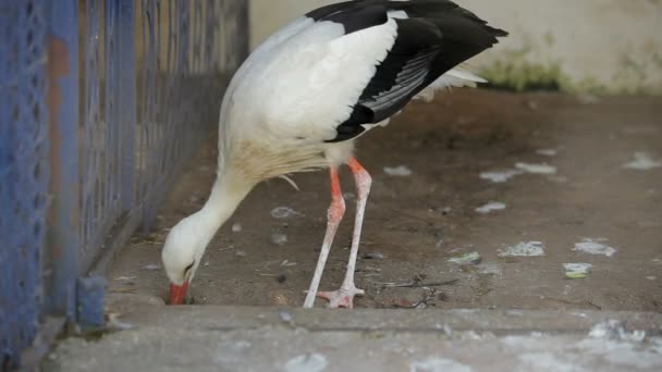 Cigüeña en el zoológico — Vídeo de stock