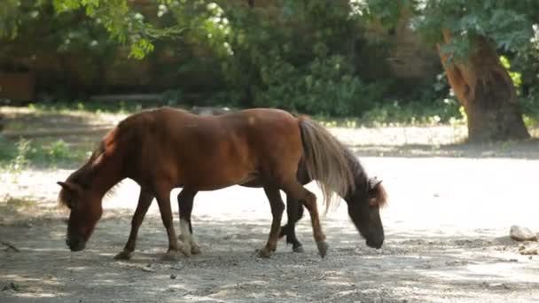 Pony — Stockvideo