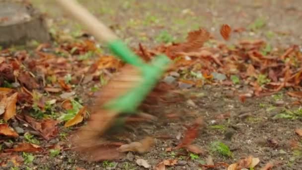 Рабочий снимает листья с граблями — стоковое видео