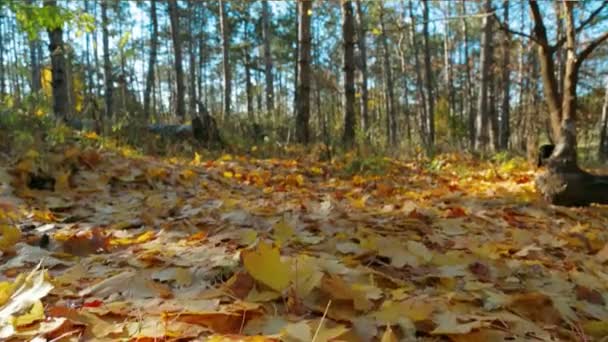 Autumn Foliage — Stock Video