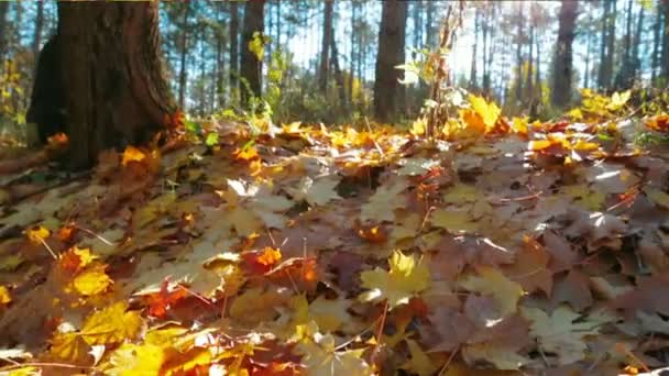 Feuilles colorées 