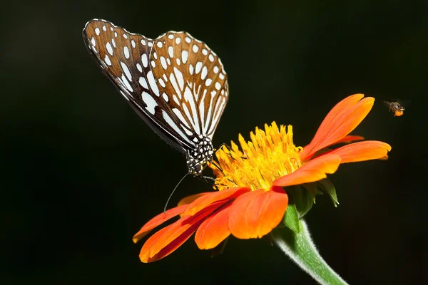 Borboleta — Fotografia de Stock