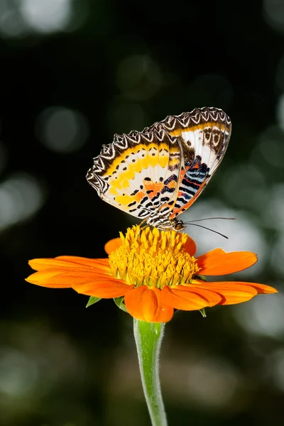 Schmetterling — Stockfoto