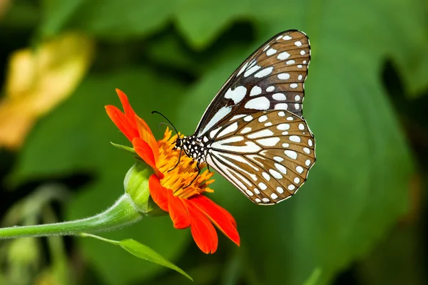 Schmetterling — Stockfoto