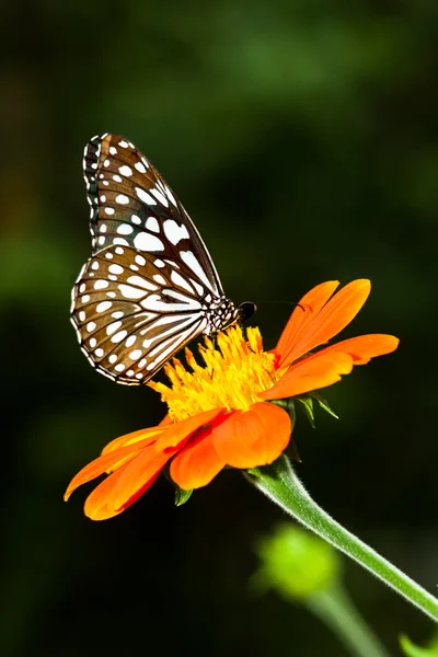 Borboleta — Fotografia de Stock