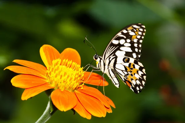 Schmetterling — Stockfoto