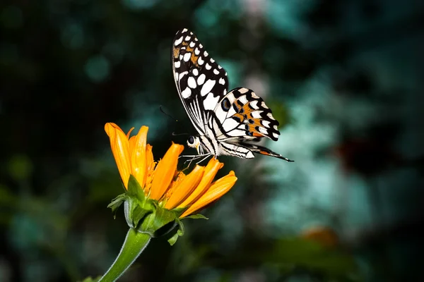 Schmetterling — Stockfoto