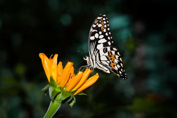 Butterfly — Stock Photo, Image