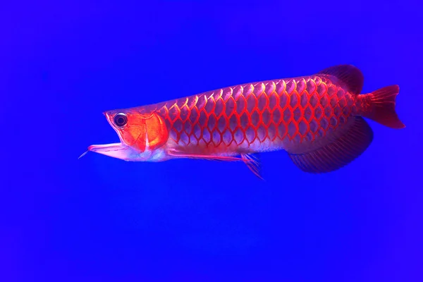 Asya arowana kırmızı balık — Stok fotoğraf