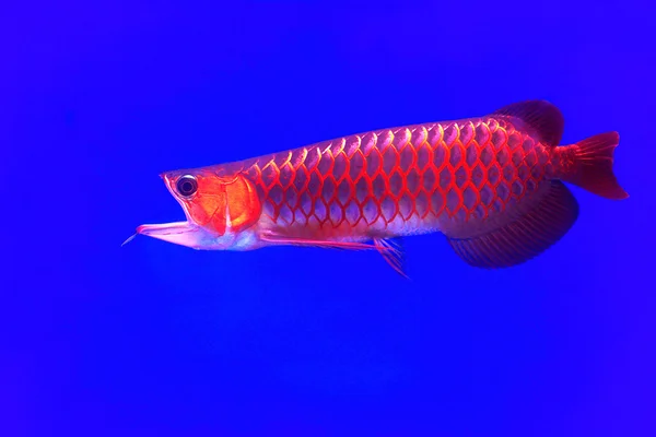 Asya arowana kırmızı balık
