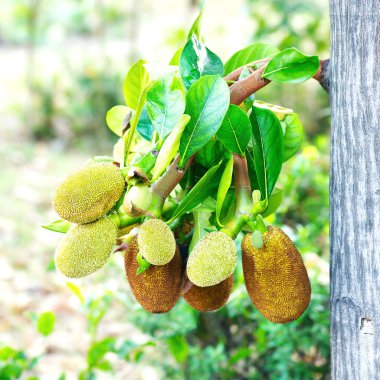 Jack meyve ağacı üzerinde