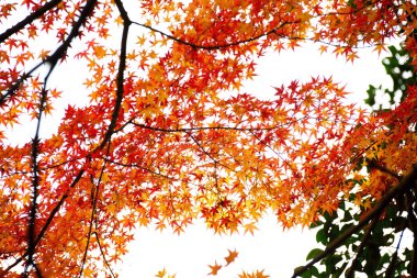 Maple leaf fall hava durumu