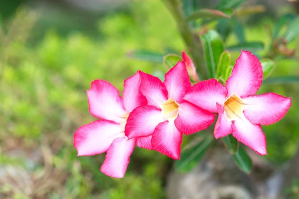 Desert rose or Ping Bignonia — Stock Photo, Image