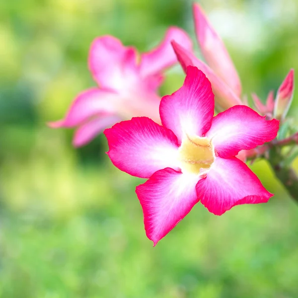 Rosa del deserto o Ping Bignonia — Foto Stock
