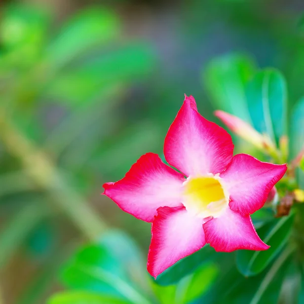 Desert rose or Ping Bignonia — Stock Photo, Image