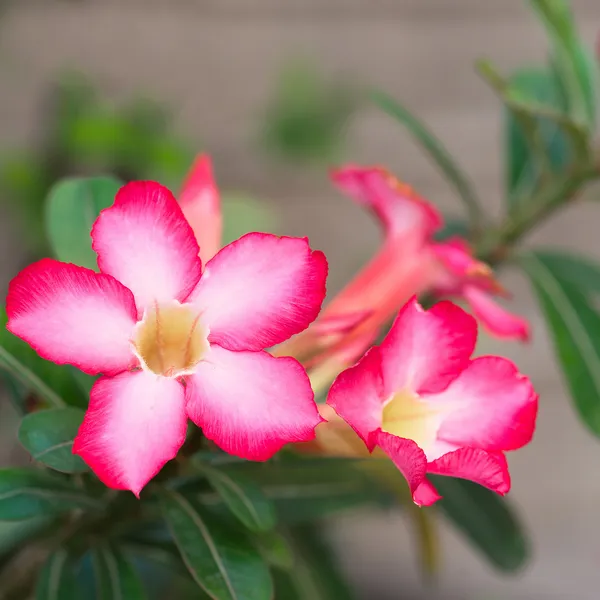 Пустынная роза или Пин Биньония — стоковое фото