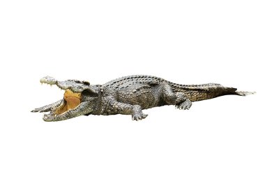 Beyaz arkaplanda timsah