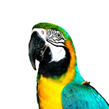 Blue Macaw clipart