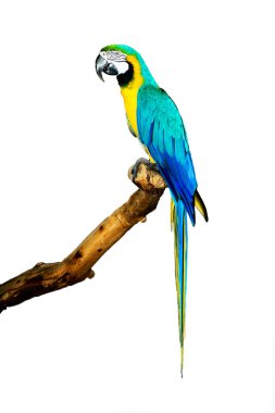 Blue Macaw clipart