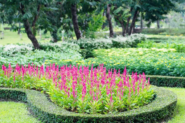 Parques coloridos canteiros de flores — Fotografia de Stock