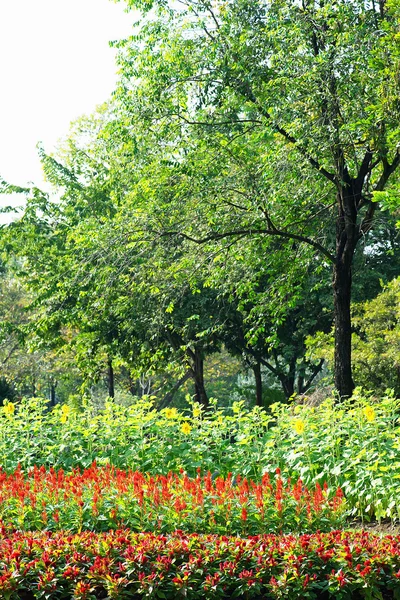 Parks bunte Blumenbeete — Stockfoto