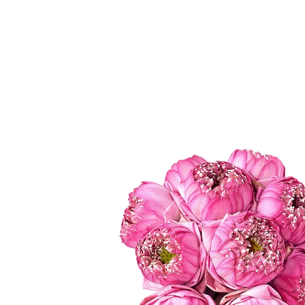 Flowers beautiful — Stock Photo, Image