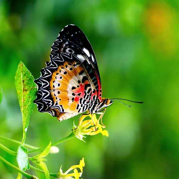 Бабочка Таиланд — стоковое фото