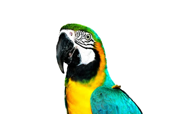 Guacamayo azul — Foto de Stock