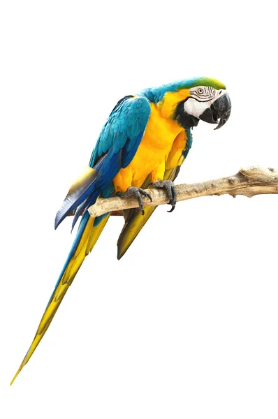 Blue Macaw — Stock Photo, Image