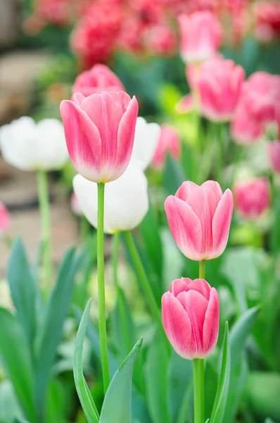 Bunte Tulpen — Stockfoto