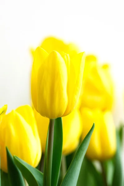 Colorful tulips — Stock Photo, Image