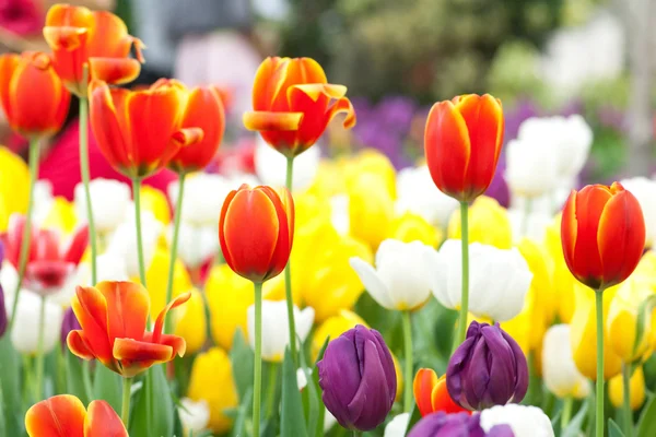 Bunte Tulpen — Stockfoto