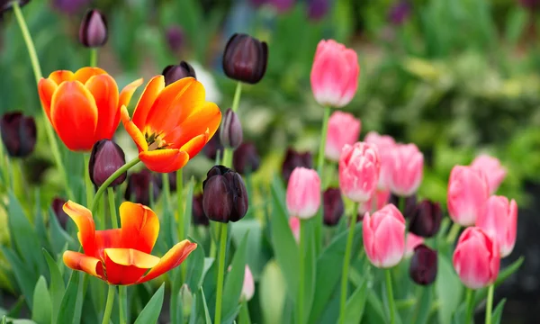 Bunte Tulpen — Stockfoto