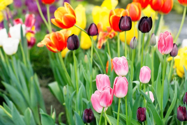 Bunte Tulpen — Stockfoto