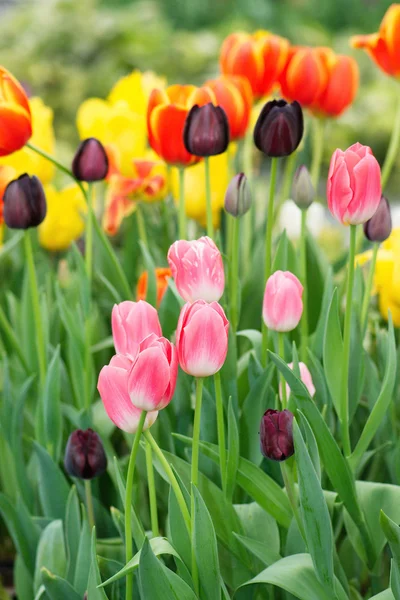 Tulipas coloridas — Fotografia de Stock