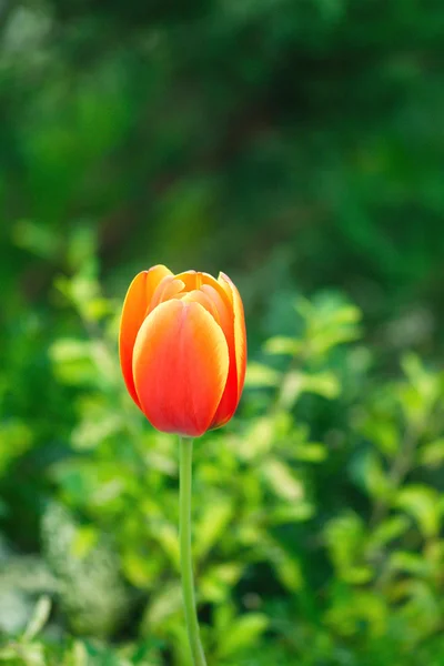 Barevné tulipány — Stock fotografie