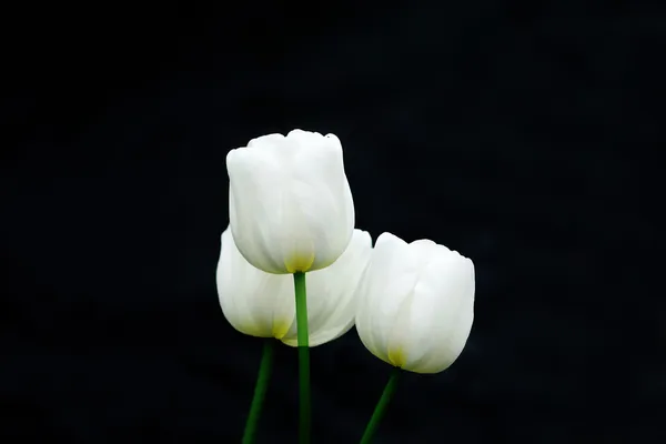 Kleurrijke tulpen — Stockfoto