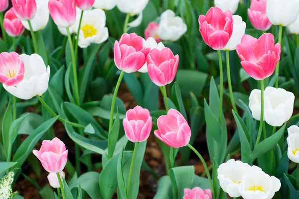 Kleurrijke tulpen — Stockfoto