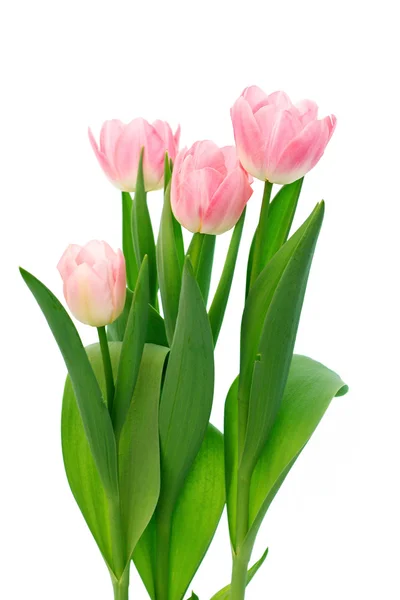 Colorful tulips — Stock Photo, Image