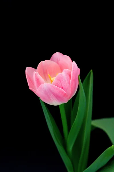 Barevné tulipány — Stock fotografie