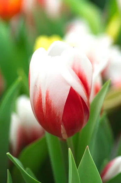 Barevné tulipány — Stock fotografie