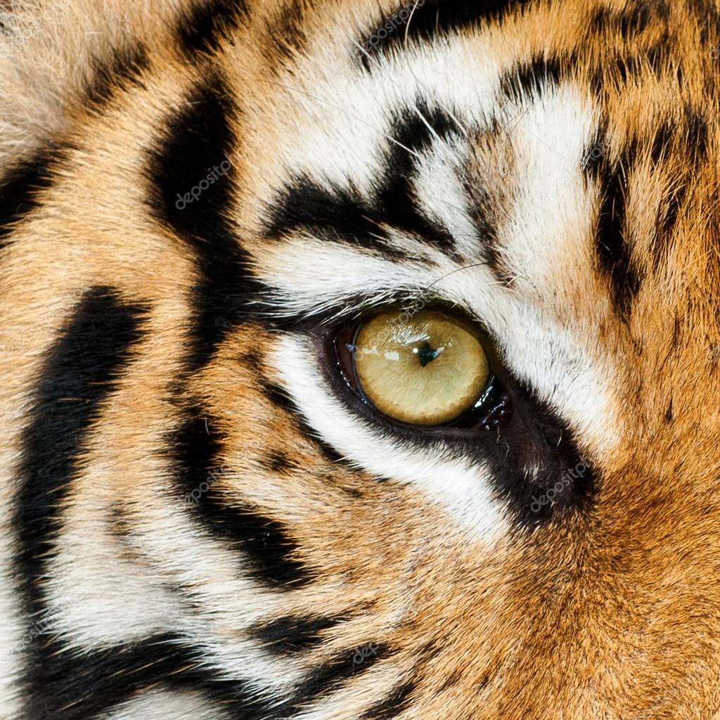 tiger eye photo