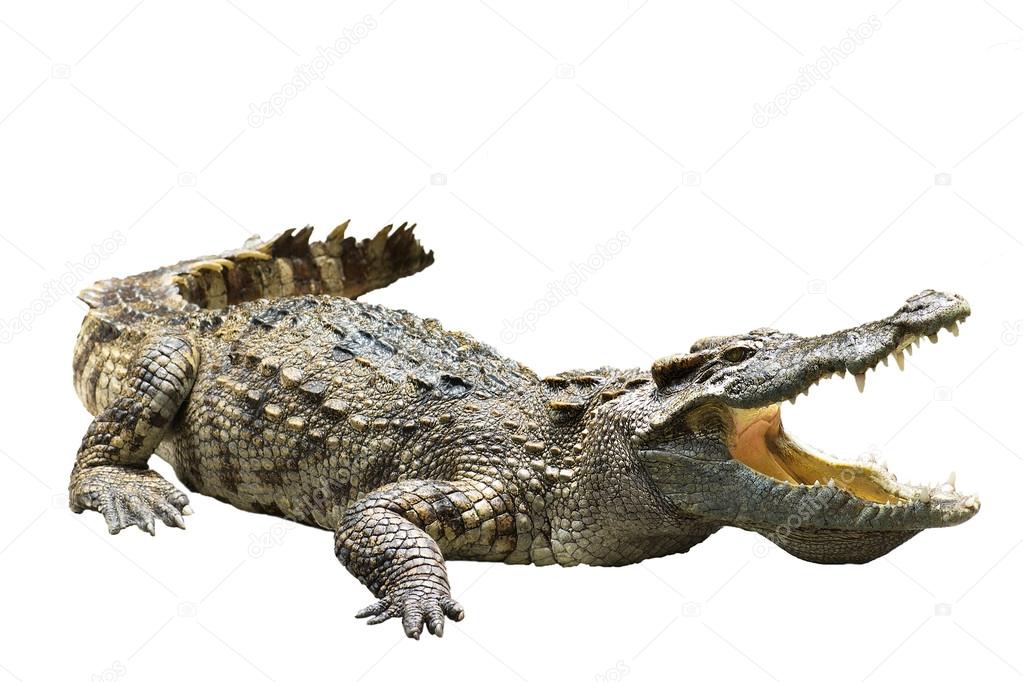 Crocodile on white background