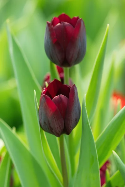 Bunte Tulpen — Stockfoto