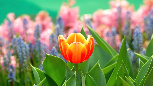 Tulipani colorati — Foto Stock