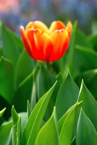 Barevné tulipány — Stock fotografie